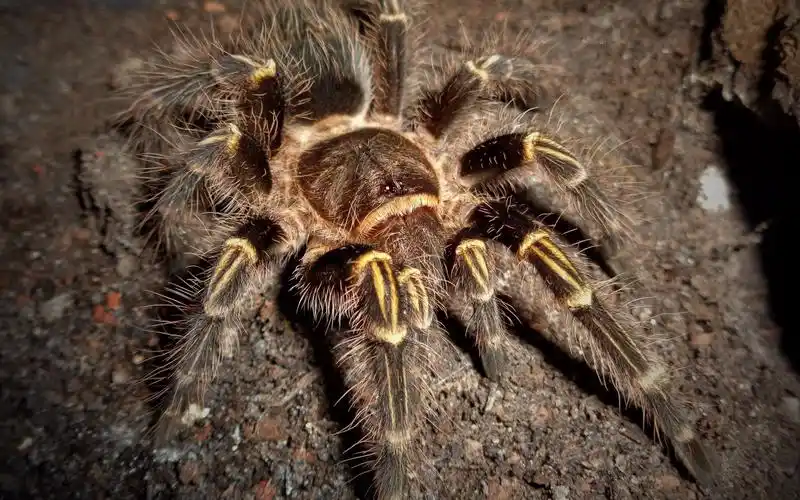 捕鸟蛛延时摄影金直间蜕皮全过程