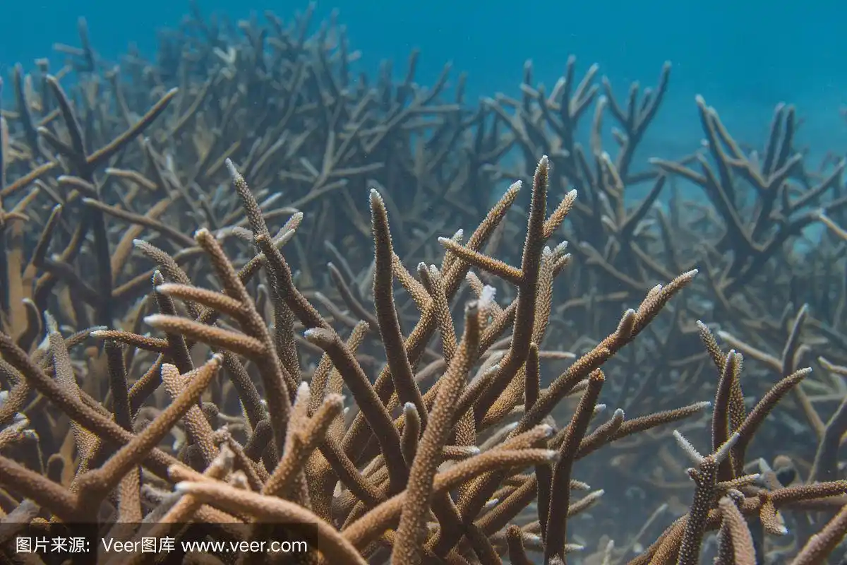 极度濒危的鹿角珊瑚