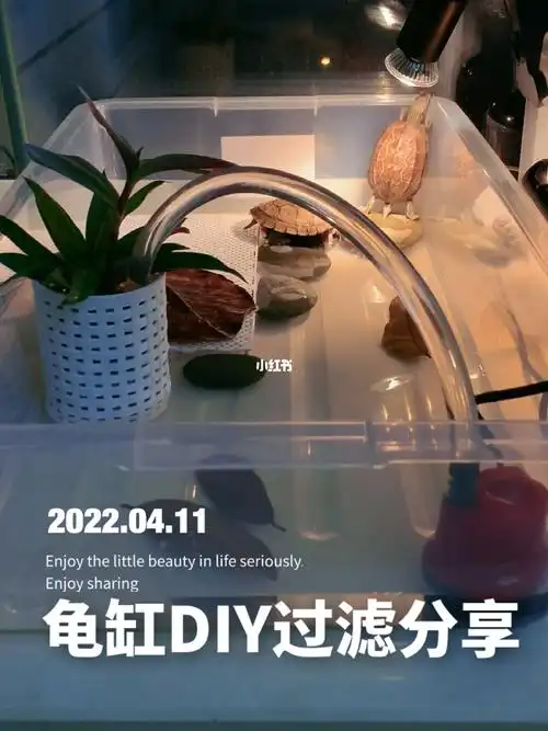 自制龟缸:简单好用易上手 生态过滤
