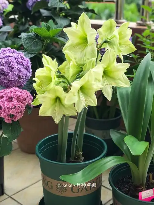 夏天的颜值来了月神卢娜61朱顶红