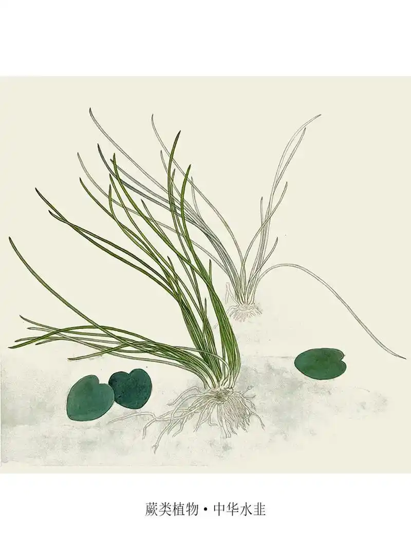 中国重点保护野生植物-024-中华水韭 中华水韭 iso05tes sinensis