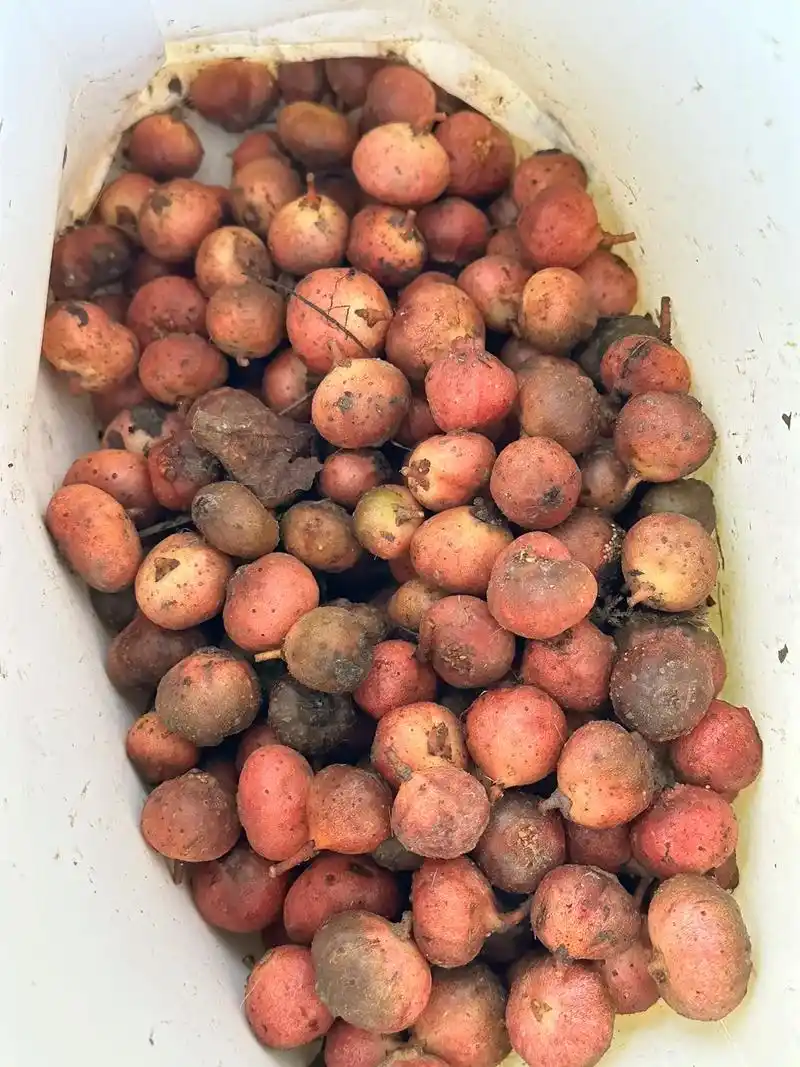 来啊,来四川扒野地瓜啦,六月六,地瓜熟,六月半,地瓜 - 抖音