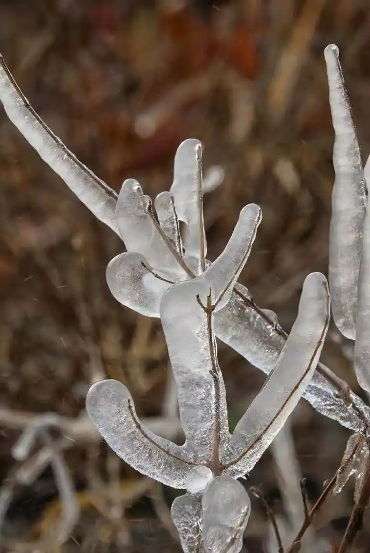 阳光下,结冰的树枝即将融化