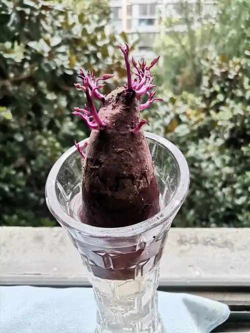 水培紫薯