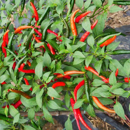 朝天椒种籽辣椒种子苗超辣四季小米种植食用高产阳台盆栽特孑秧幼