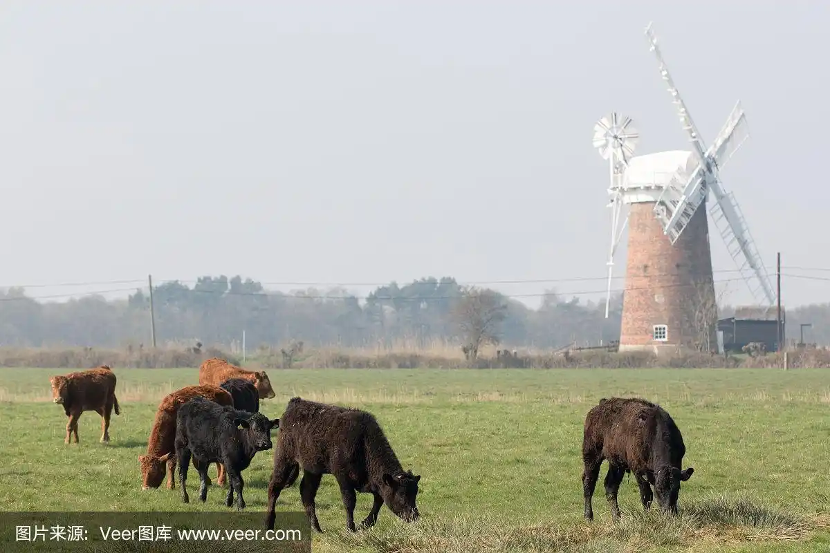 在风车下自由放牧的奶牛.农村英国诺福克