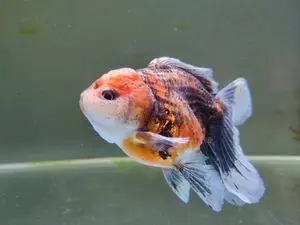 麒麟泰狮金鱼,鱼缸太小不养了,11-12厘米,喜欢的私聊!