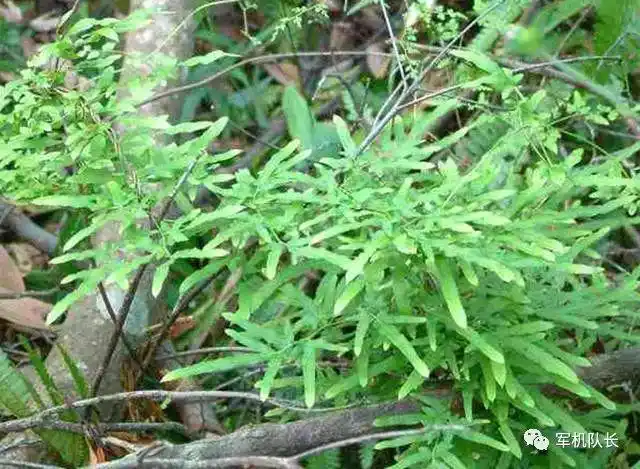 国家二级保护植物:这植物叫"金沙藤",整株都是很好