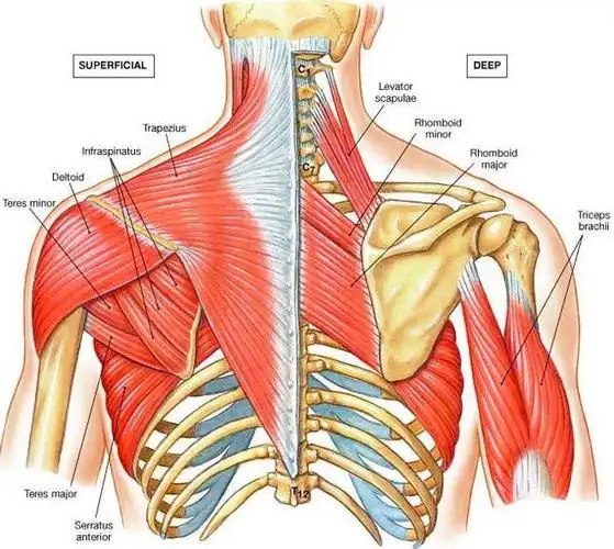 附着在肩胛骨上的肌肉非常多,详细划分可达17处,它们与手臂