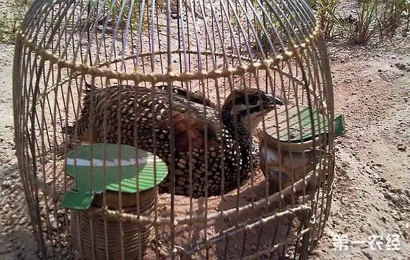 鹧鸪养殖知识:鹧鸪媒是什么?