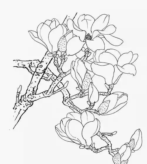 玉兰花的白描,冰清玉洁_国画_合作_寓意
