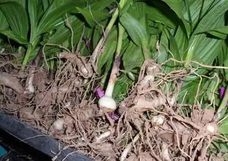 白芨能治胃病吗 白芨治胃病的偏方