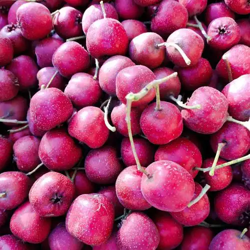 大果山楂 山楂(红果)