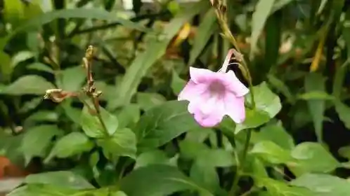 白接骨老人们称"麒麟草"可续断指胃出血,老中医拿它治疗糖尿病