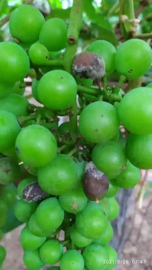 葡萄灰霉病葡萄表面有褐色腐败斑点并伴有脱落现象