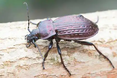 金龟子科自然栖息地中的金龟子/地甲虫照片