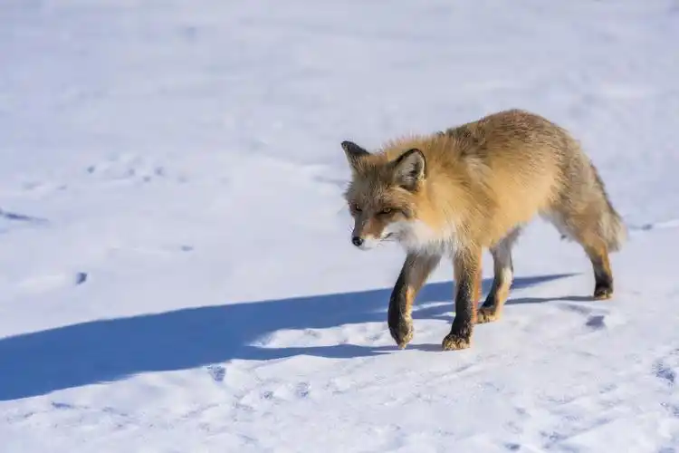 贝加尔湖偶遇北极狐|摄影|宠物摄影|艾克斯艾斯基 - 原创作品 - 站酷