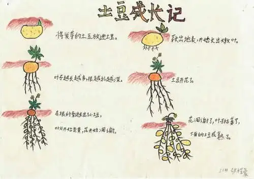 土豆生长过程