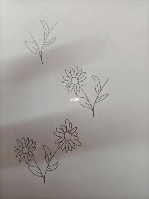 简笔画204小雏菊