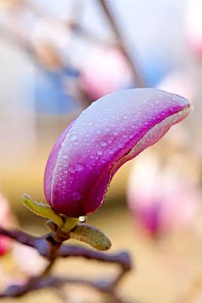 一朵紫色的玉兰花苞