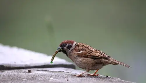 标题:鸟篇71——麻雀吃青虫