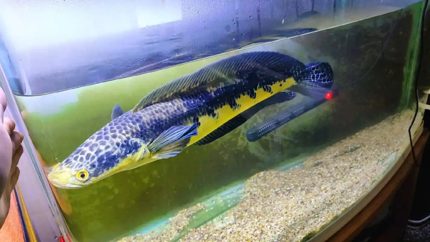 黑魔神雷龙  - 抖音