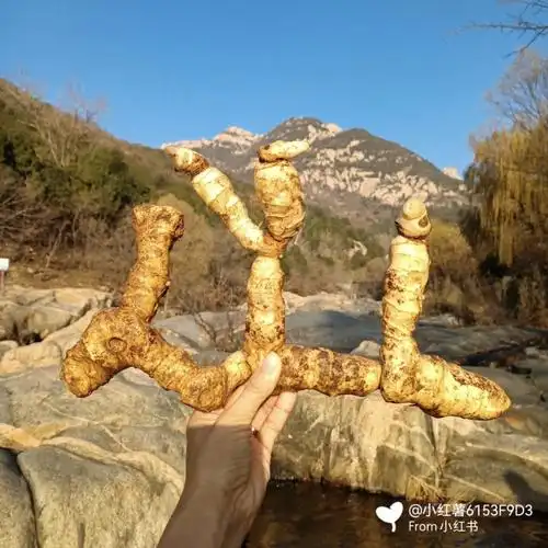 泰山野生鸡头黄精