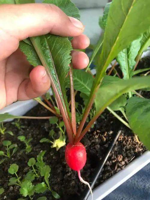 苍天啊樱桃萝卜真的被我种出来了