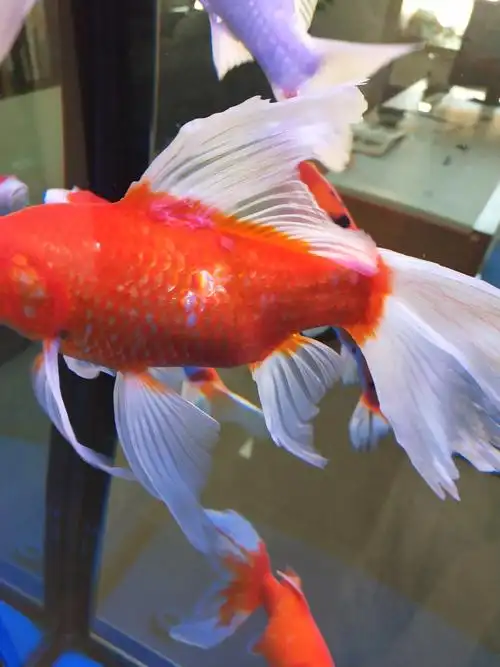 求助帖看看金鱼的鳍根部咋了