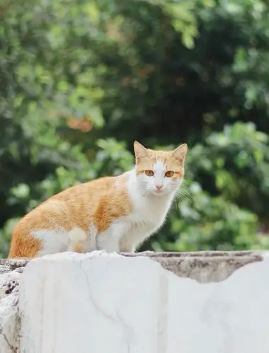 2020野外猫咪日记