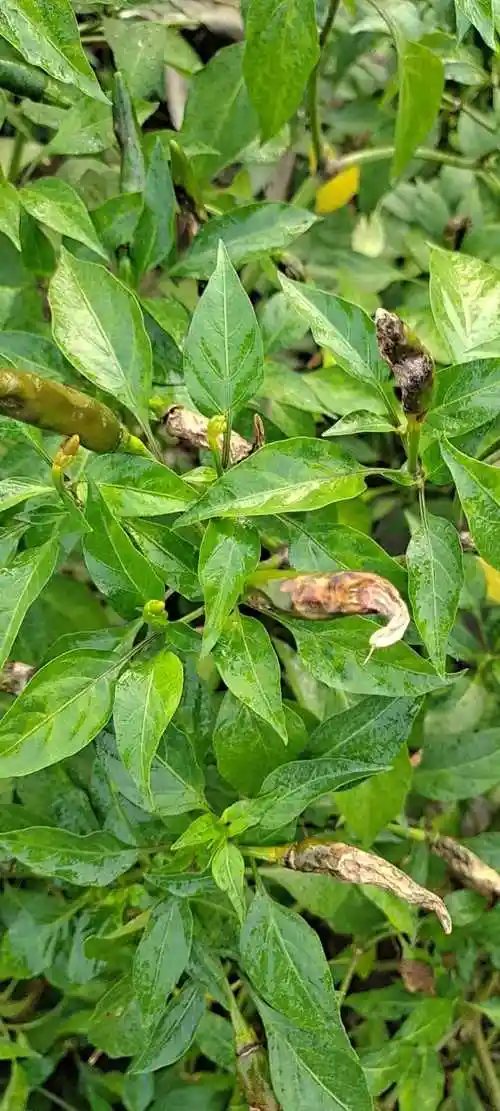 辣椒炭疽病严重还保的住下茬吗