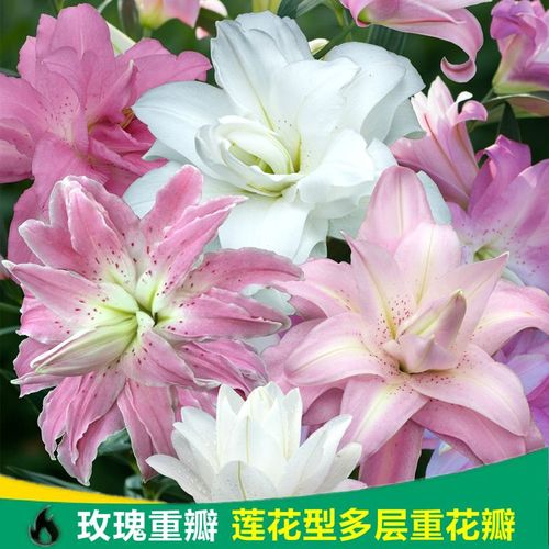 玫瑰重瓣百合花种球进口多年生家庭园艺花卉对版东方百合易养包活