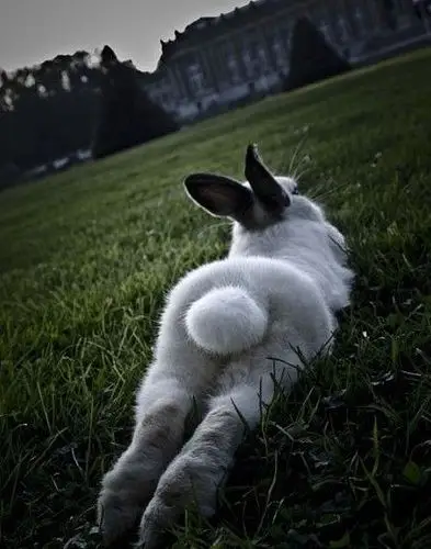 宠物 静静的草地,性感的小屁屁.