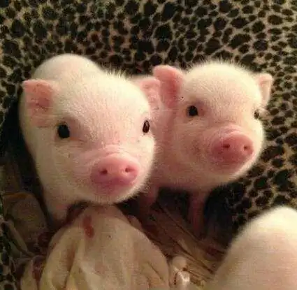 可爱的猪们