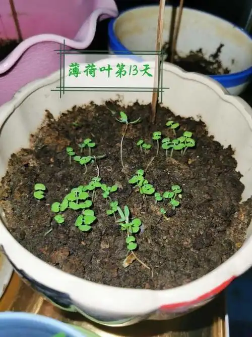 薄荷种子探密之旅(五8班林子涵)