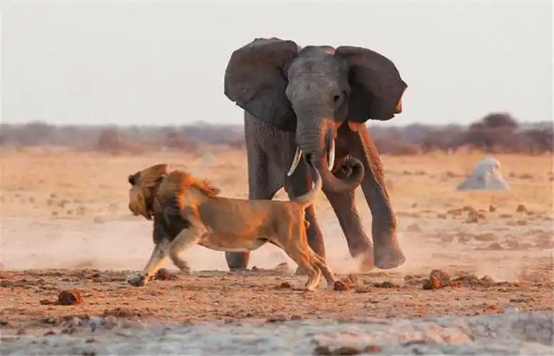 狮子到底能否打得过大象看完这组照片你就知道结果了