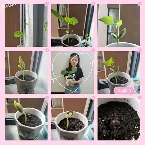 【育才实践篇】我和"魔豆"共成长