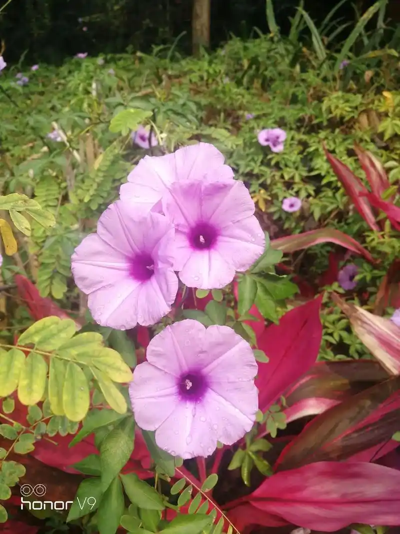 牵牛花(喇叭花)花语:名誉,爱情永固  寓意:牵牛花的寓意是 - 抖音