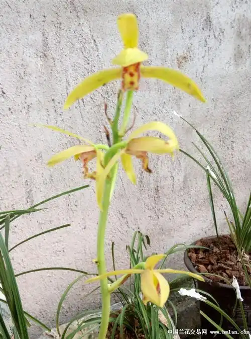 2017/4月下山的惠兰舌色花-蕙兰篇-中国兰花交易网社区