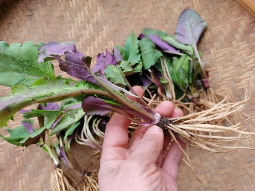 贵州新鲜天青地红 中药材野青菜食药土三七菊三七原生农产品500克