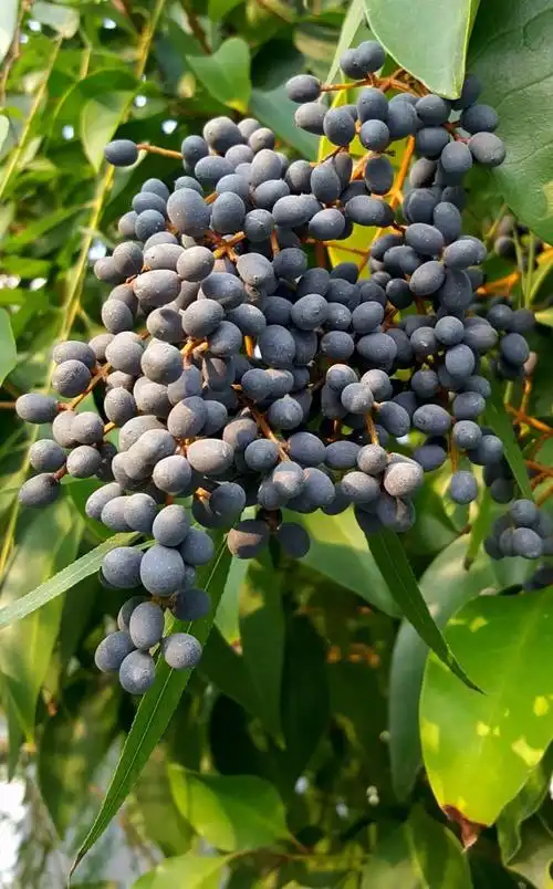 女贞子的功效与作用图片(旱莲草和女贞子喝多久才见效)