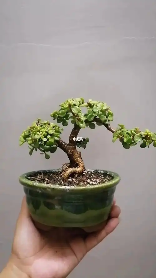 金枝玉叶造型掌上盆景造型盆景