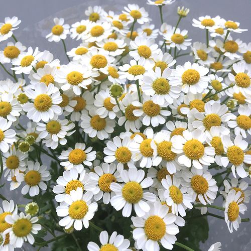 特价洋甘菊鲜花