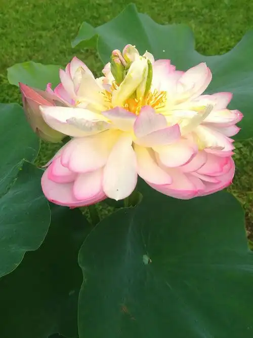 美丽辽河的神笔 那莲花的海