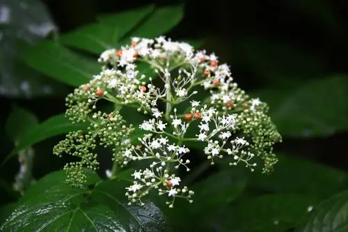 接骨草五福花科接骨草属
