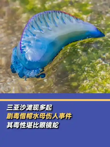僧帽水母毒性堪比眼镜蛇##三亚沙滩现多起剧毒僧帽水母伤人事件