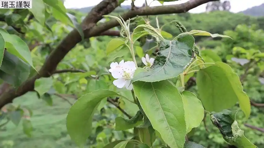 雪梨结了好多果啊