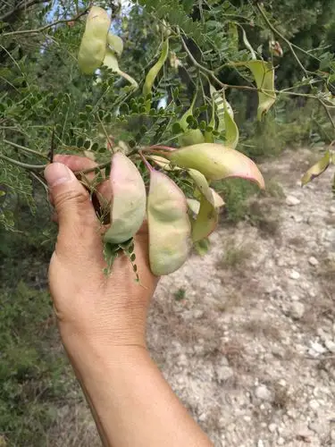 野皂荚,也称短荚皂荚,苏木科皂荚属.