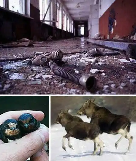 应当如何正确对待核事故变异的水产与鱼类 日本福岛核电站核泄漏后