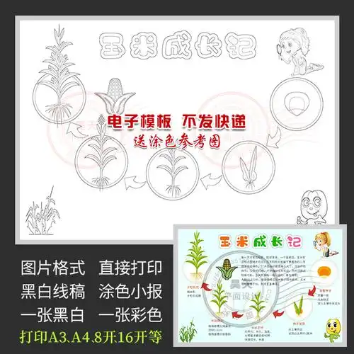 玉米植物成长记录观察日记黑白描图涂色电子小报养殖保温灯